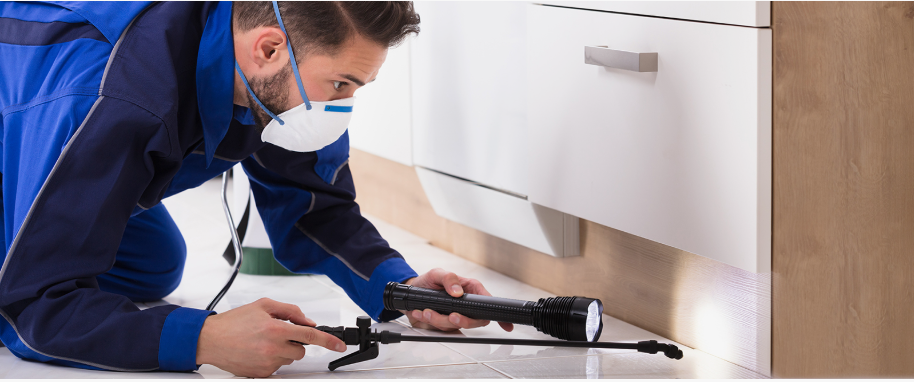 Port Arthur pest xpert removal